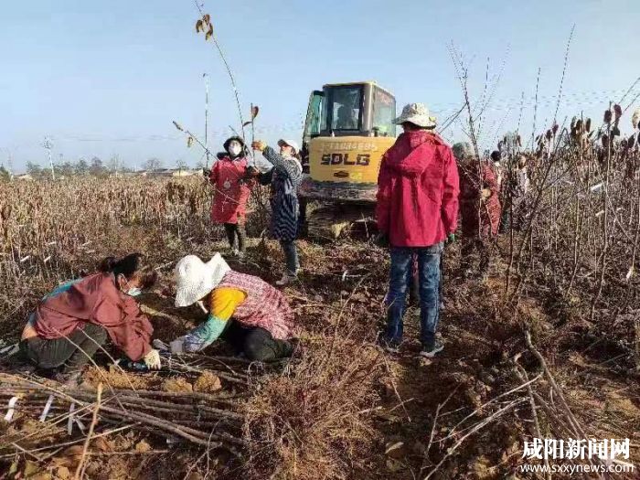 永寿车厘子苗俏销(1283126)-20221216084904